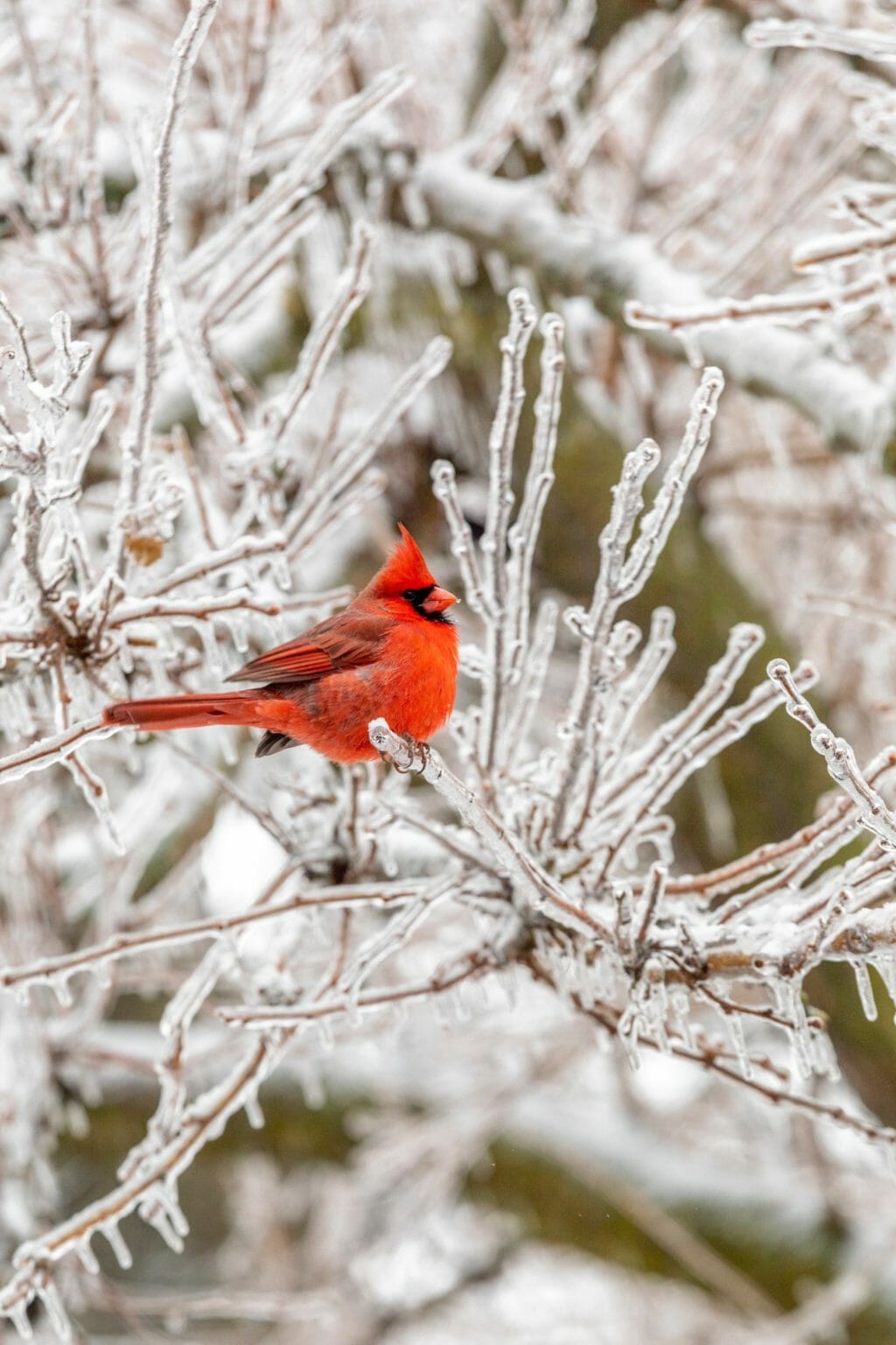 Cardinal Bird Watching